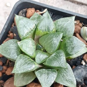 Haworthia Bayeri