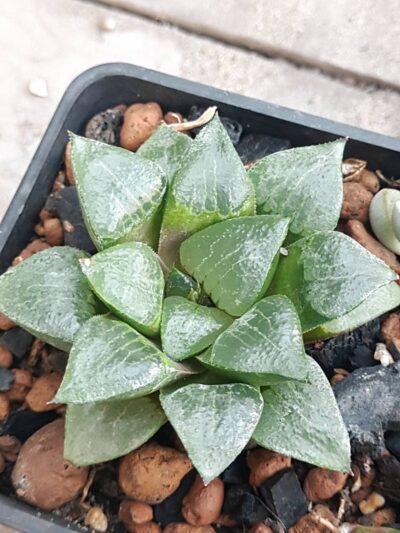 Haworthia Bayeri