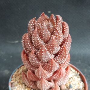 Haworthia reinwardtii var. chalwinii