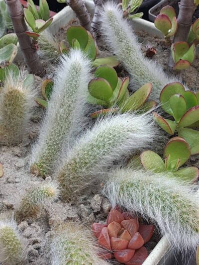 Hildewintera colademononis