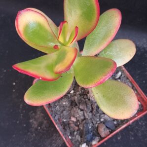 Crassula ovata Sunset