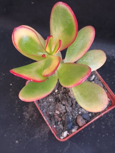 Crassula ovata Sunset