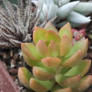Sedeveria Golden Glow | 112
