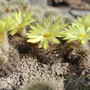 PARODIA FORMOSA (CARDENASII)