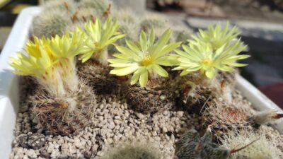 PARODIA FORMOSA (CARDENASII)