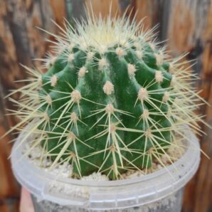 Echinocactus grusonii | 29