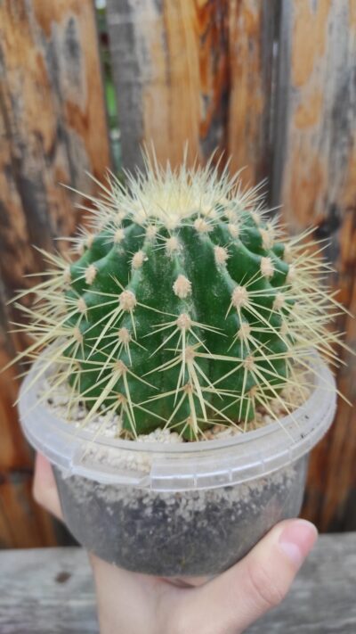 Echinocactus grusonii