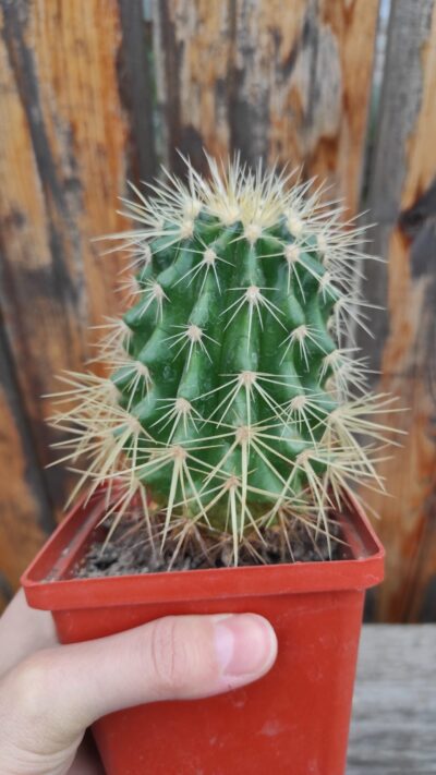 Echinocactus grusonii (#2) - Зображення 2