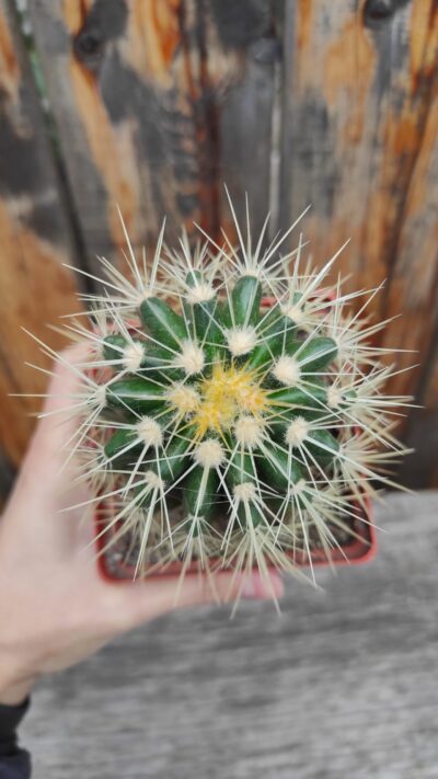 Echinocactus grusonii (#2)