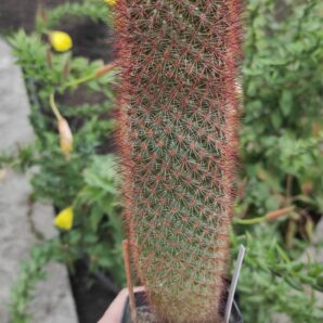 Mammillaria spinosissima rubrispina | 66
