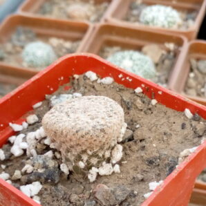 Puna clavarioides (Dead man’s fingers)