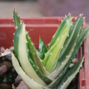 Aloe mitriformis var