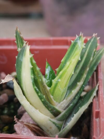 Aloe mitriformis var