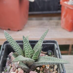Haworthia koelmamaniorum ×attenuata hibr