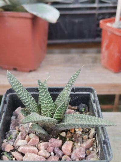 Haworthia koelmamaniorum ×attenuata hibr