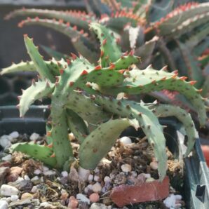 Aloe castilloniae