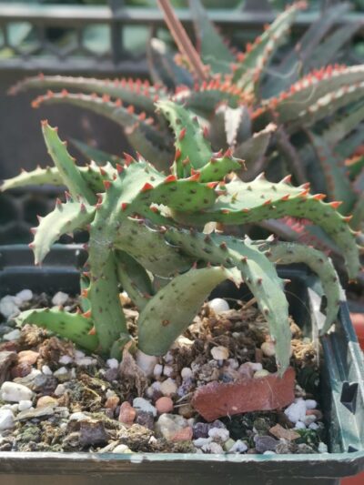 Aloe castilloniae