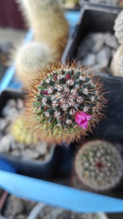 Mammillaria sp.
