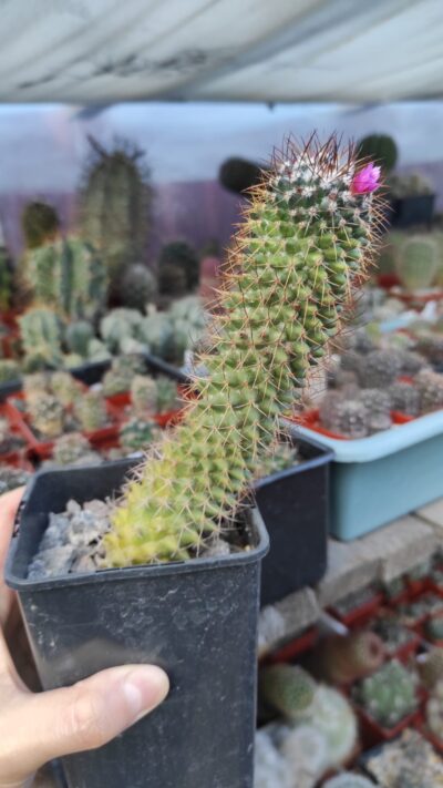 Mammillaria sp. - Зображення 2