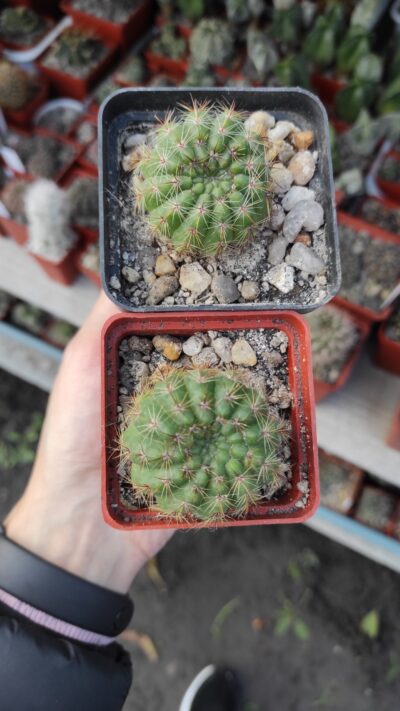 Notocactus ottonis?
