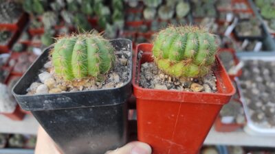 Notocactus ottonis? - Зображення 2
