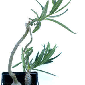 Pachypodium succulentum