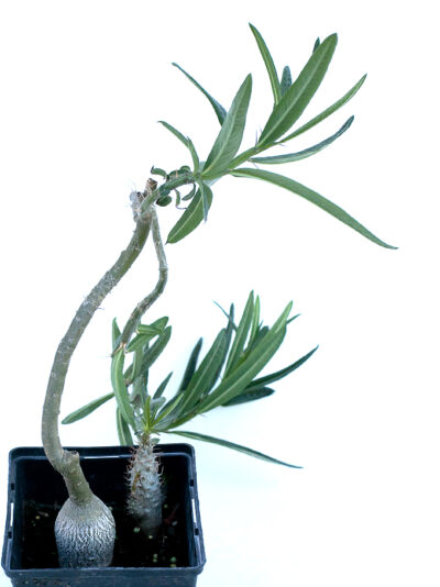 Pachypodium succulentum