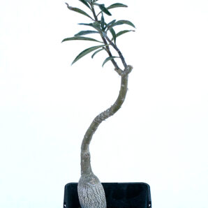 Pachypodium succulentum