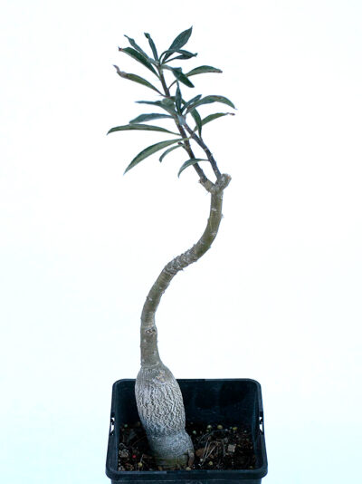 Pachypodium succulentum