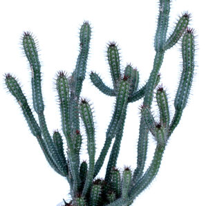 Euphorbia Baioensis