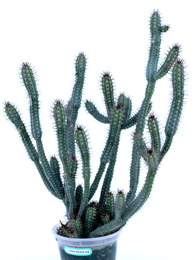 Euphorbia Baioensis