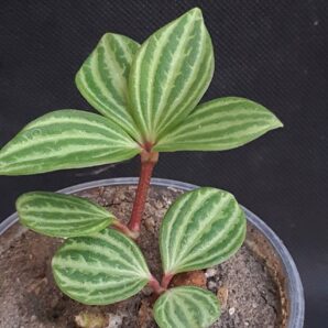Peperomia tetragona puteolata