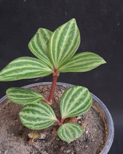 Peperomia tetragona puteolata