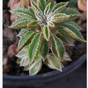 Peperomia wolfgang-krahnii