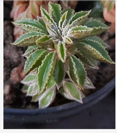Peperomia wolfgang-krahnii