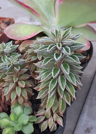Peperomia wolfgang-krahnii - Зображення 2