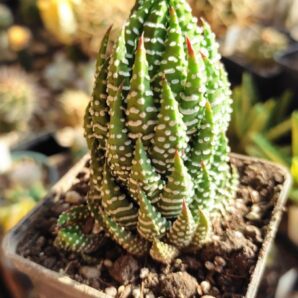 Haworthia reinwardtii v. peddiensis