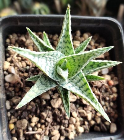 Aloe cv. 'Silver Blue'