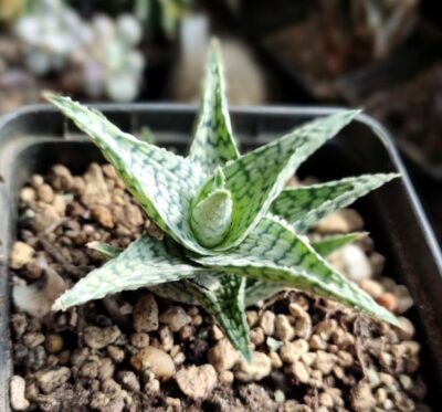 Aloe cv. 'Silver Blue' - Зображення 2