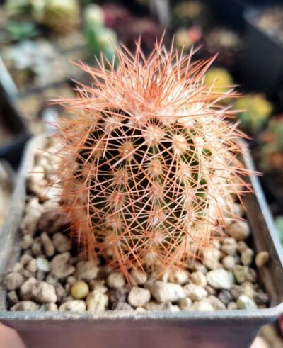 Echinocereus baileyi var. brunispinus - Зображення 2