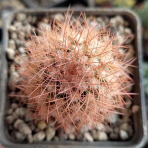 Echinocereus baileyi var. brunispinus | 31