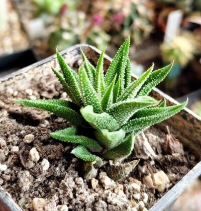 Haworthia cassytha