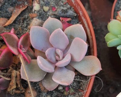 Graptoveria Debby