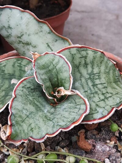 Sansevieria kirkii cv. Silver Blue - Зображення 2