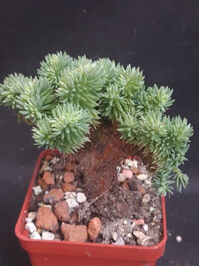 Sedum reflexum cristata