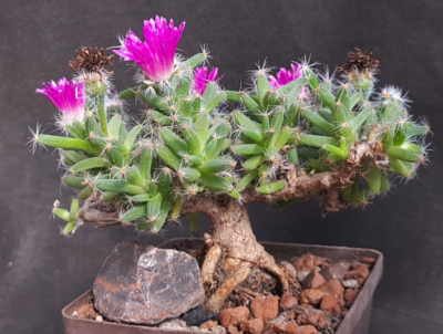 Trichodiadema densum - Зображення 2