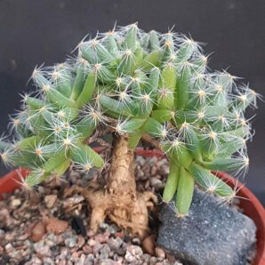 Trichodiadema densum | 108