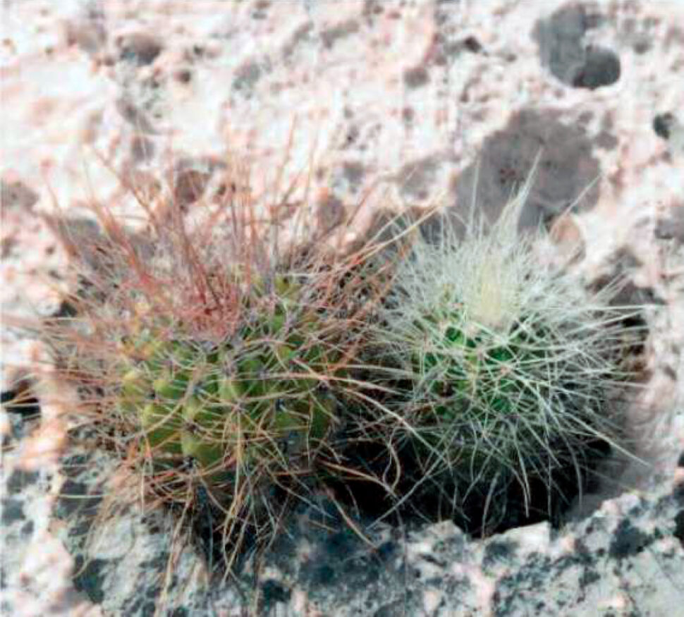 Некоторые сеянцы Melocactus caloxanthus имеют скрученные и деформированные колючки. 
