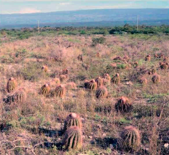 Melocactus pedernalensis, растущий на известняковой поверхности, недалеко от типового местообитания около Педерналеса, ДР. В этой популяции хорошо сочетаются взрослые растения и молодые особи.