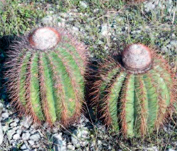 Зрелые экземпляры Melocactus pedernalensis с цефалиями (к востоку от Педерналеса. ДР).